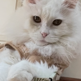 Entry image for Booby