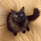 Entry image for Grizzly