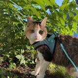 Entry image for Callie