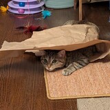 Entry image for Baby