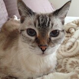 Entry image for Cootie