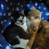 Entry image for Lexy