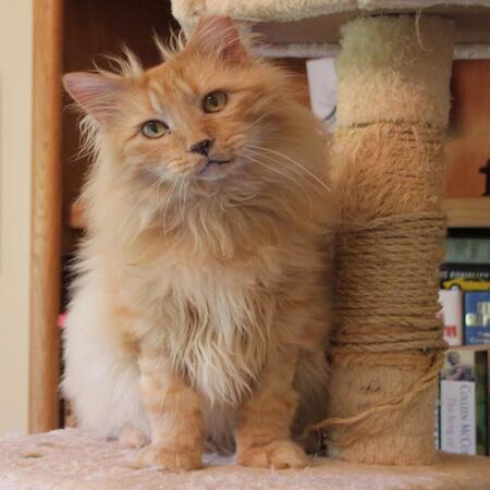 Entry image for HRH Garfield. Clicking this image will show a larger photo