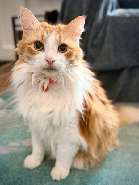 Entry image for Tybalt. Clicking this image will show a larger photo