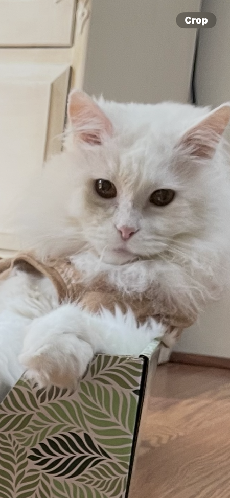 Entry image for Booby. Clicking this image will show a larger photo