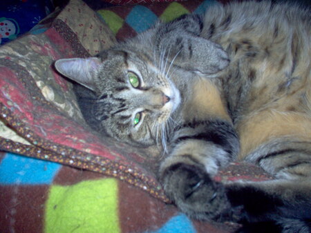 Entry image for Pippa. Clicking this image will show a larger photo