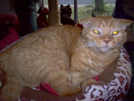 Entry image for Arthur. Clicking this image will show a larger photo