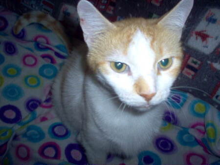 Entry image for Gus. Clicking this image will show a larger photo