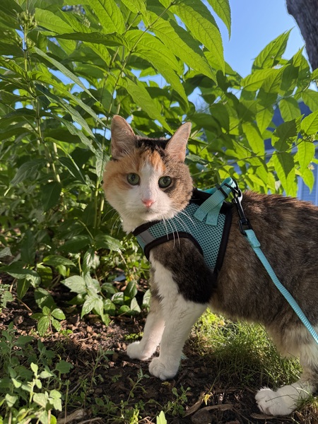 Entry image for Callie. Clicking this image will show a larger photo