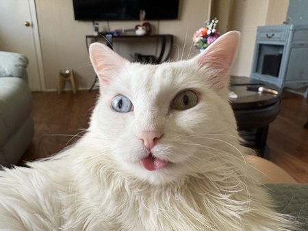 Entry image for Loki. Clicking this image will show a larger photo