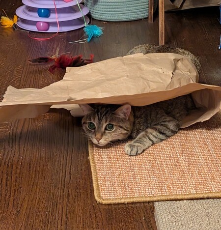 Entry image for Baby. Clicking this image will show a larger photo