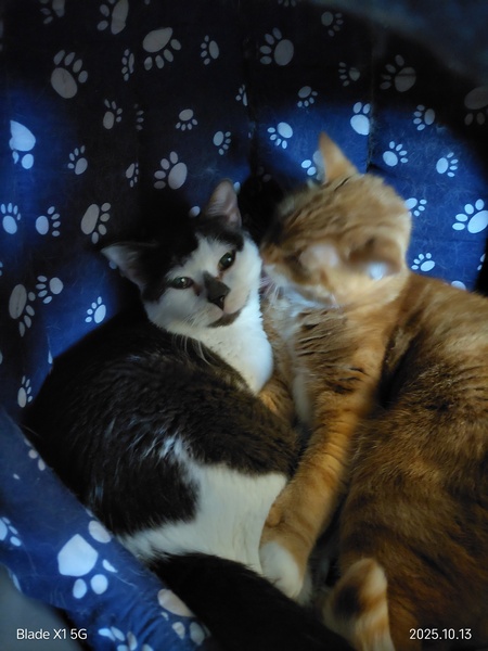 Entry image for Lexy. Clicking this image will show a larger photo