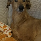 Entry image for Samson