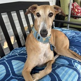 Entry image for Cookie