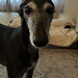 Entry image for Maya