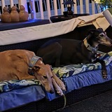 Entry image for Cookie and Maya