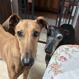 Entry image for Samson and Maya