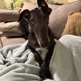 Entry image for Sugar