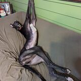 Entry image for Boos