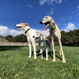 Entry image for Shiloh Marcheline, Roger That!, Boaz