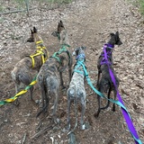 Entry image for Kermit, Annie, Sabrina, and Caramelo!