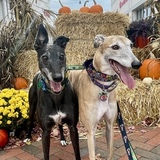 Entry image for Charlie & Mitzi 