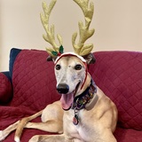 Entry image for Mitzi