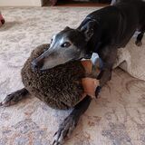 Entry image for Zafrina