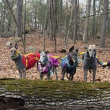 Entry image for Annie, Sabrina, Caramelo, Kermit