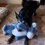 Entry image for Zafrina