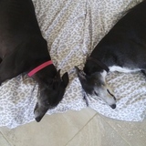 Entry image for Zafrina and Princess