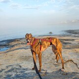 Entry image for Fallynn