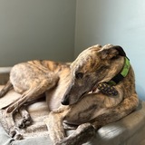 Entry image for Kermit 