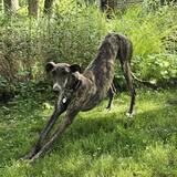 Entry image for Bamba