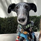 Entry image for Quijote