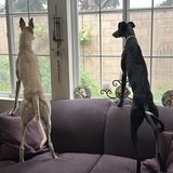 Entry image for Kitty and Quijote