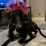 Entry image for Quijote