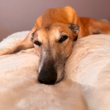 Entry image for Onnalee