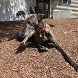 Entry image for caramelo