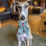 Entry image for Sara