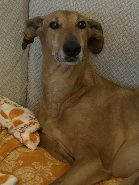 Entry image for Samson. Clicking this image will show a larger photo