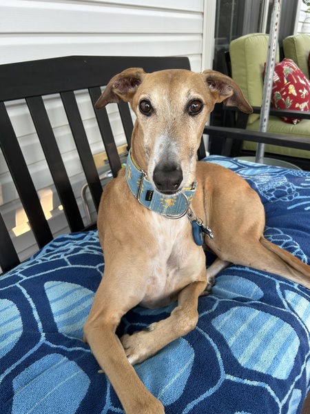 Entry image for Cookie. Clicking this image will show a larger photo