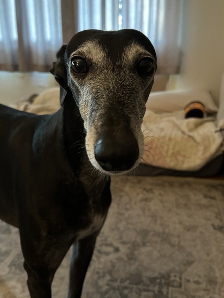 Entry image for Maya. Clicking this image will show a larger photo