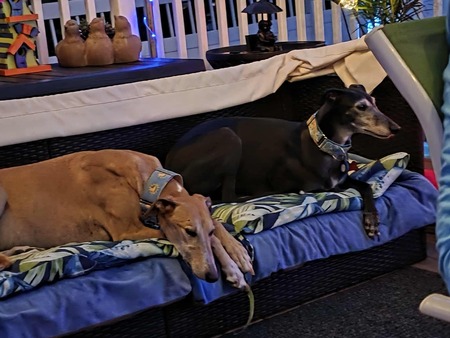 Entry image for Cookie and Maya. Clicking this image will show a larger photo