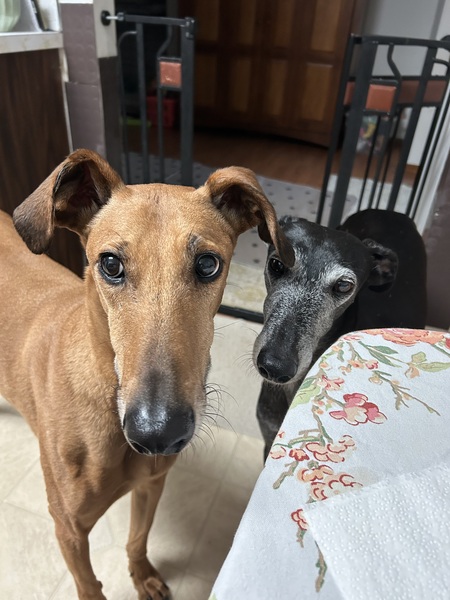 Entry image for Samson and Maya. Clicking this image will show a larger photo