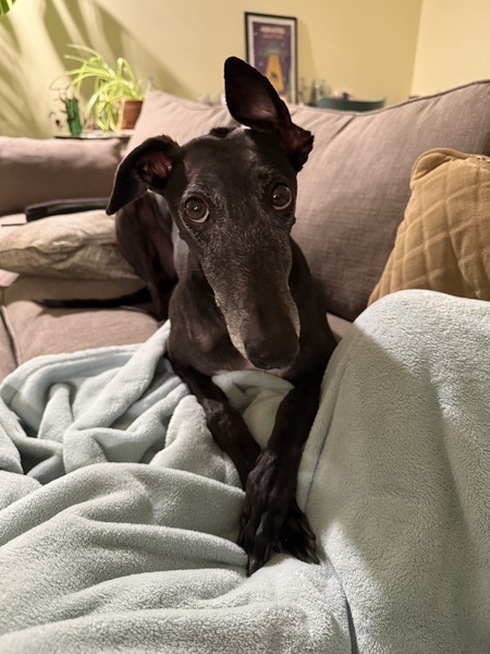 Entry image for Sugar. Clicking this image will show a larger photo