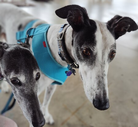 Entry image for Tiana & Winston. Clicking this image will show a larger photo