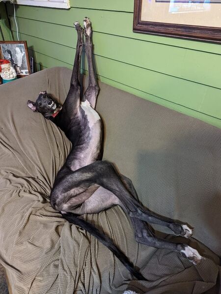 Entry image for Boos. Clicking this image will show a larger photo