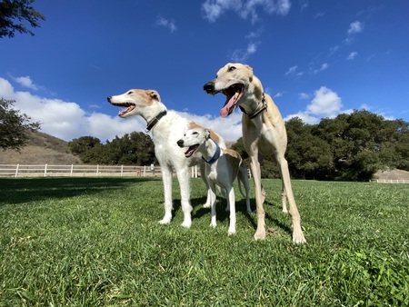 Entry image for Shiloh Marcheline, Roger That!, Boaz. Clicking this image will show a larger photo