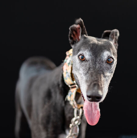 Entry image for Eliza. Clicking this image will show a larger photo